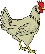 grey Chicken drawing