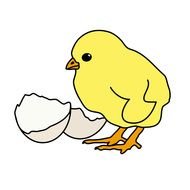 drawn chicken with white shell