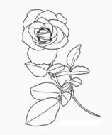 painted spring rose in coloring book