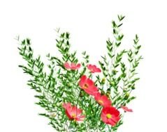 red cosmos flowers and greenery, bouquet at black background