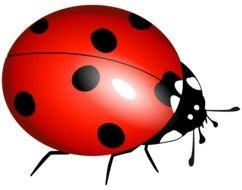 clipart of isolated drawn ladybug