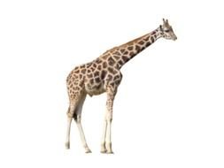 Giraffe Images drawing