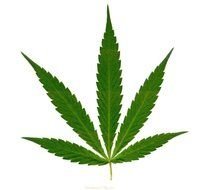 clipart of the Marijuana Leaf