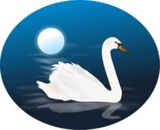 Swan On Your Personal Or Commercial Projects As This Clip