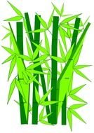 Drawing of the green bamboo clipart