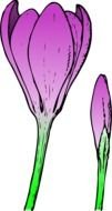 Beautiful spring crocuses clipart