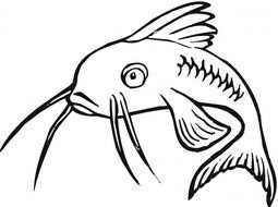 11 Drawings Of Catfish Frees That You Can Download To