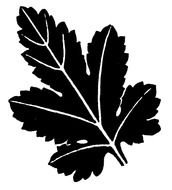 black leaf as a picture for clipart