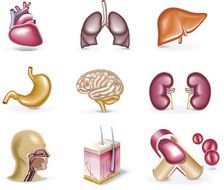 variety of human organs for clipart