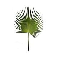 Artificial Palm Tree Leaves Home Improvement Gallery