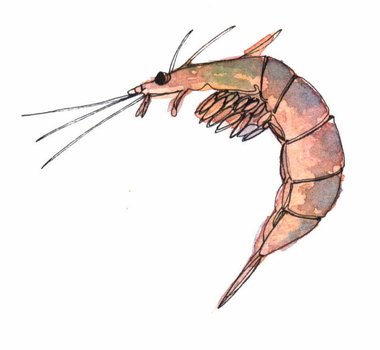 Royal shrimp drawing