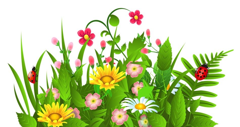 picture of a green meadow with flowers