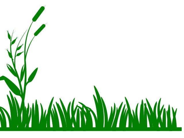Grass And Flowers Panda Free Images N2