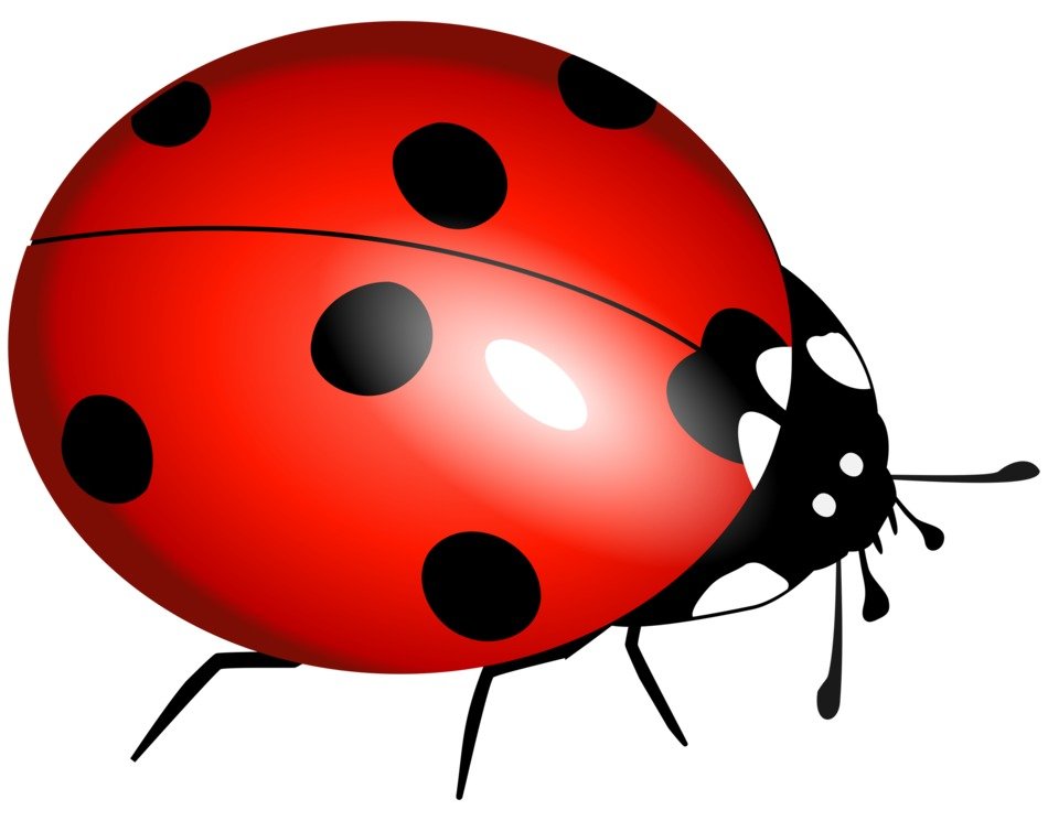 clipart of isolated drawn ladybug