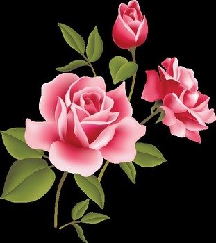 Flower Rose Pink Three Free Images At Clkercom Vector