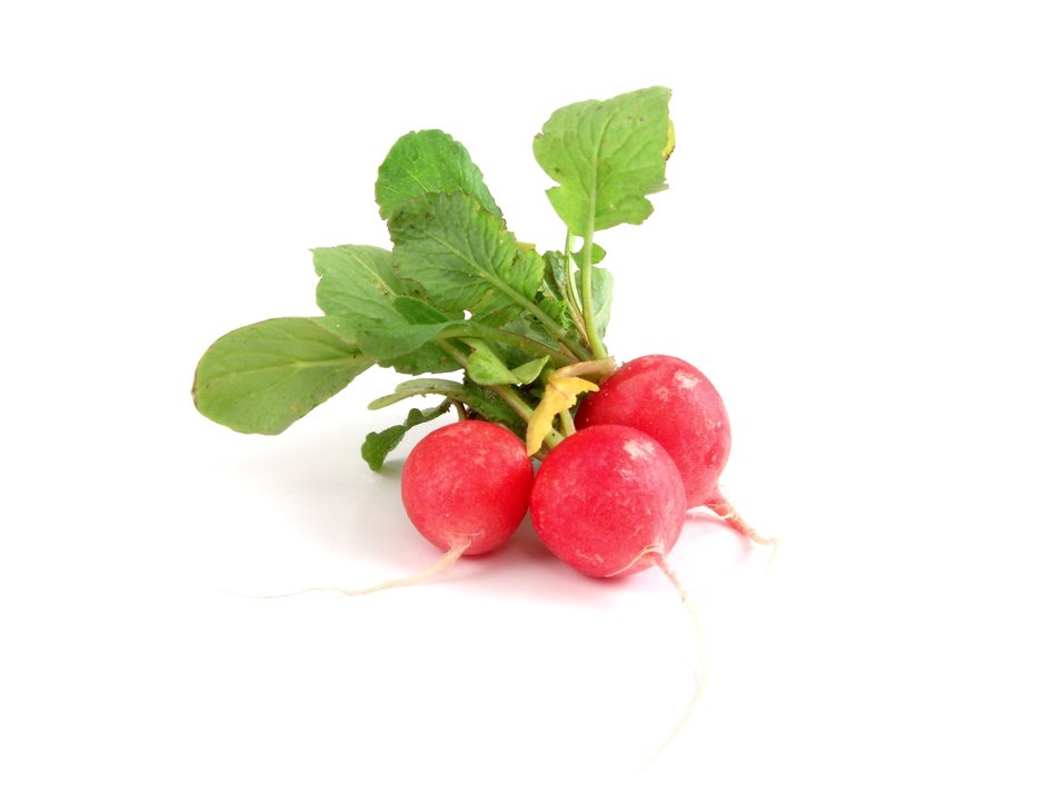 Radish as picture