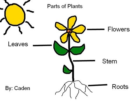 Parts Of A Plantpng clipart