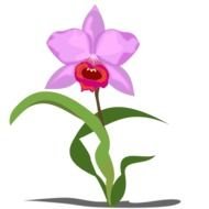 drawn orchid