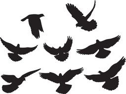 Black And White birds drawing