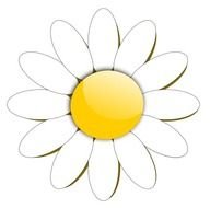 pattern of daisies with white petals and a yellow center