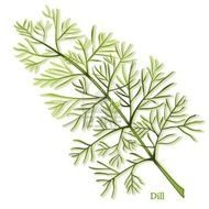 illustrated dill