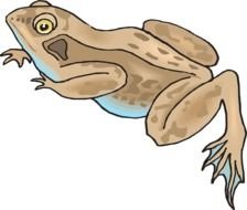 Brown frog clipart