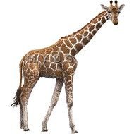 tall Giraffe drawing