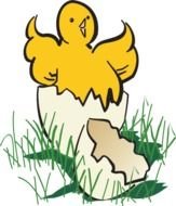 Hatching Chicks drawing