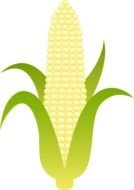 drawing of green corn