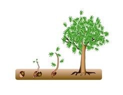 evolution of a big tree as a picture for a clipart