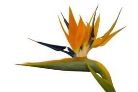 Clipart of the Bird Of Paradise Flower
