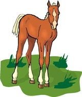 red foal on lawn, drawing