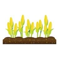 painted growing corn on the field