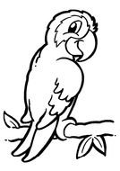 parrot on a branch as a picture for clipart