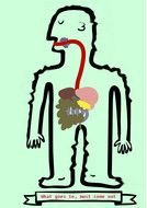 Digestive System as a picture for clipart