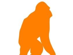 Orangutan Panda Free Images
