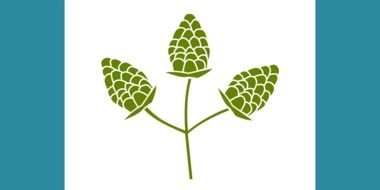 malt hops on a white background with blue stripes