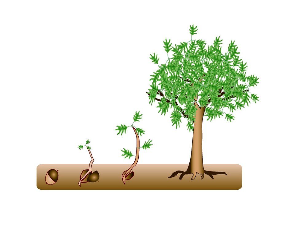 evolution of a big tree as a picture for a clipart