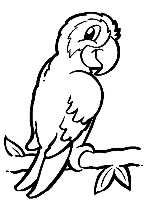 parrot on a branch as a picture for clipart