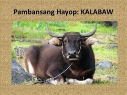 National Symbols Or Mga Pambansang Sagisag Male Models Picture