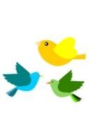 smal color birds drawing