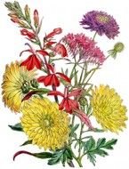 variety of flowers in a bouquet for clipart