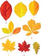 Clip art of the fall leaves
