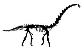 black dinosaur skeleton with a long neck on a white background