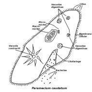cell in biology