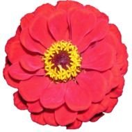 Zinnia Flower N2