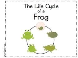 the life cycle ofa frog drawing