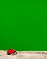Free Printable Ladybug Tick