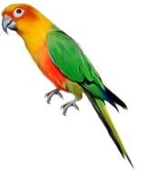 colored parrot on a white background