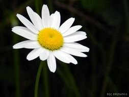 Clip Art of the daisy flower